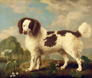 Ruskeavalkoinen norfolk tai vesispanieli, 1778